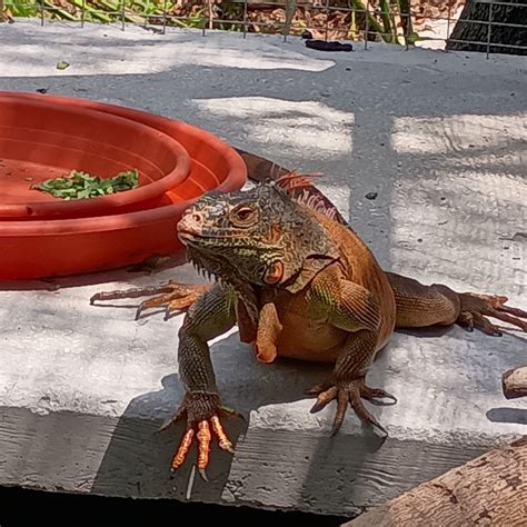 tarpon springs aquarium and animal sanctuary 12