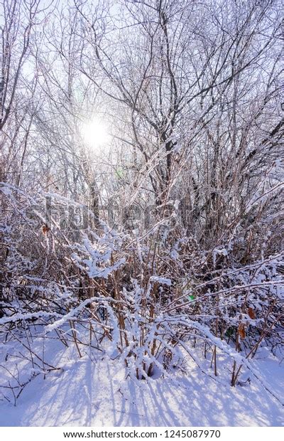 Naked Branches Bushes Trees Winter Note Stock Photo Shutterstock