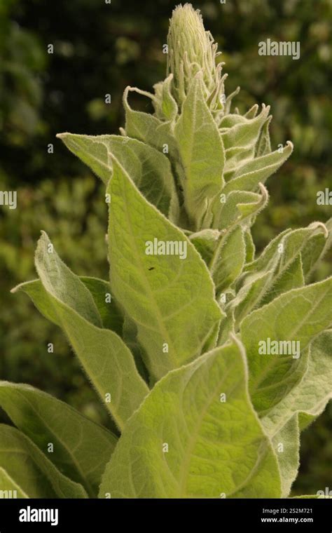 Great Mullein Verbascum Thapsus Stock Photo Alamy