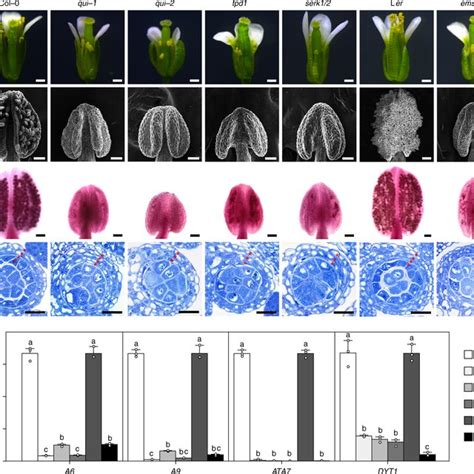 PDF BES1 Is Activated By EMS1 TPD1 SERK1 2 Mediated Signaling To