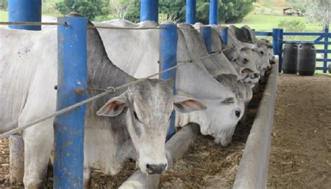 Conhe A As Vantagens Da Termina O Em Confinamento Para O Gado De Corte