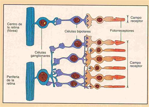 Biología KWS fotos de modelos neuronales y sensitivos