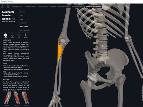 Muscles Supinator Anatomy And Physiology