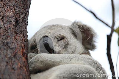 A Koala Sits In A Tree On Magnetic Island Australia Royalty Free Stock