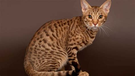 12 of the Most Beautiful Exotic Cat Breeds in the World - Floppycats™