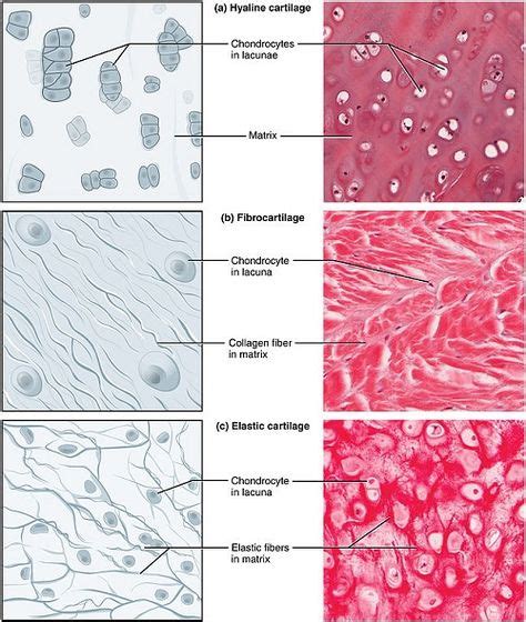 Hyaline Cartilage And Elastic Cartilage Anatomy Physiology