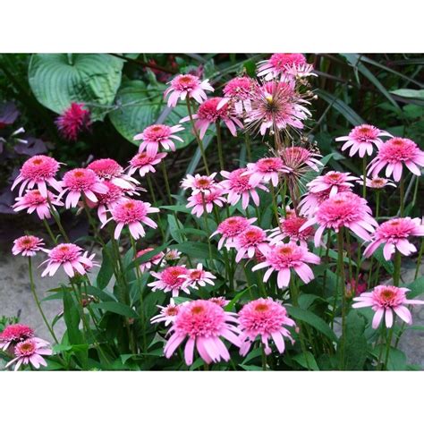 Echinacea Purpurea Pink Double Delight