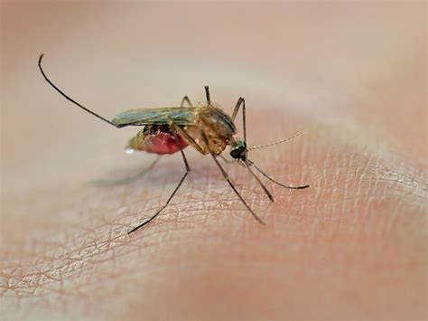 ‘worlds Hottest Scientist Rosie Moore Reveals Dengue Fever Diagnosis