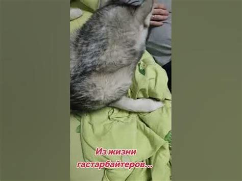 хаски для ласки - YouTube