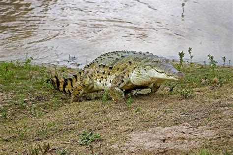 ORINOCO CROCODILE Crocodylus Intermedius, ADULT EMERGING from RIVER ...