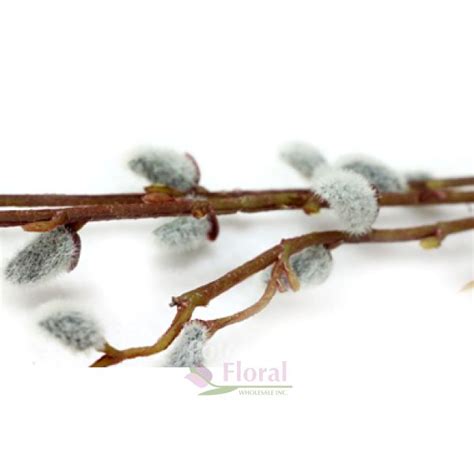 Silk Pussy Willow Stem 46 Gray Potomac Floral Wholesale