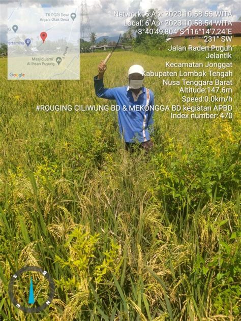 Roging Padi Varietas Ciliwung Dan Mekongga Di Lahan Upb Puyung Dinas