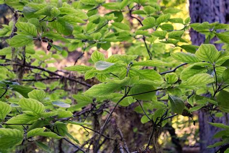 Western Flowering Dogwood Sparrowhawk Native Plants
