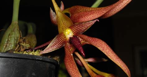 Bulbophyllum Levanae Care And Culture Travaldos Blog