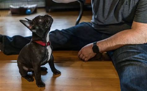 training  french bulldog    brainer