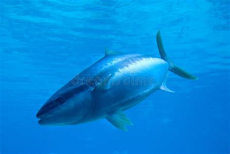 reef fish stock photo image  barrier seafood reef