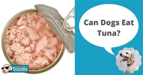 Can Dogs Eat Tuna Fish? | Is Tuna Good for Dogs?