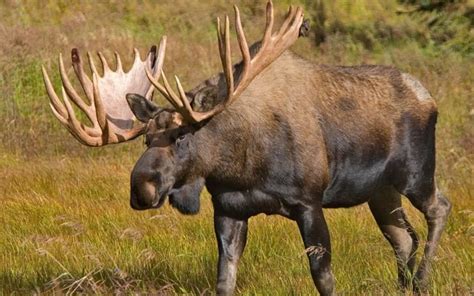 14 Largest Moose Ever Measured In North America