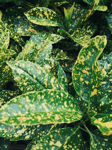 Aucuba Japonica Variegata Gold Dust Plant Gold Dust Laurel