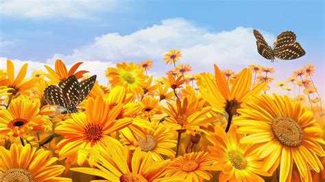 Sunshine Wallpaper Hd Download