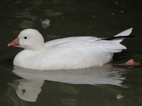 IDENTIFY ROSS'S GOOSE - WWT SLIMBRIDGE