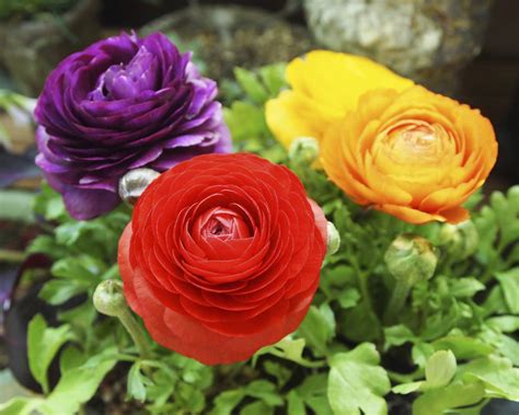 Купить ранункулюс азиатский смесь (ranunculus asiaticus mix), 5 шт ...