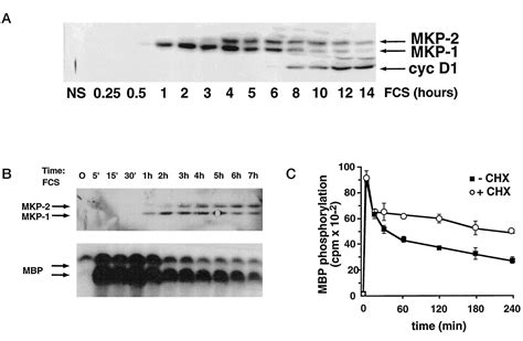 Figure 2 From The Dual Specificity Mitogen Activated Protein Kinase