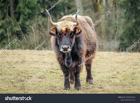 aurochs stock  images photography shutterstock