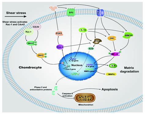 Schematic Of Shear Induced Cartilage Matrix Degradation And Apoptosis