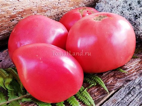 Томат Северное бычье сердце: описание сорта, отзывы, фото, урожайность ...