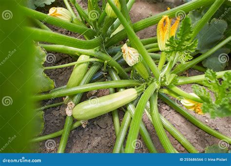 Fresh Green Zucchini Plant In A Vegetable Garden With Fruits And