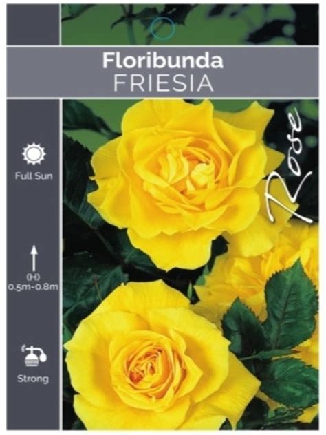 Rose Floribunda ' Friesia ' 2ft Standard Bare-rooted - Neth Plant