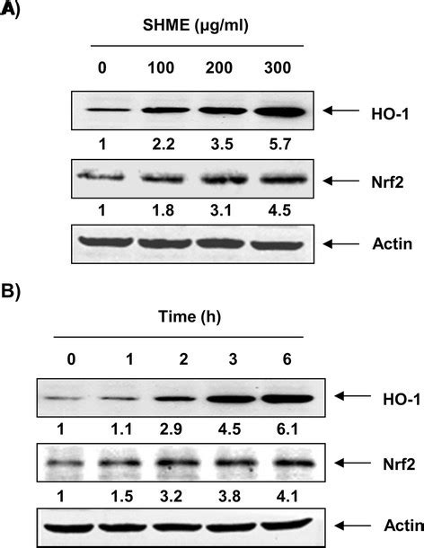 Induction Of HO 1 And Nrf2 Expression By SHME In C2C12 Cells Cells