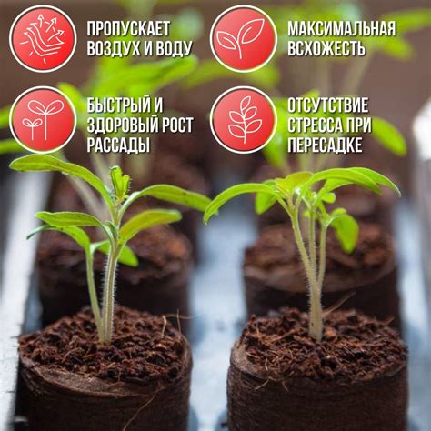 Торфяные таблетки, Jiffy-7, для проращивания семян, 33мм, 30шт. купить ...
