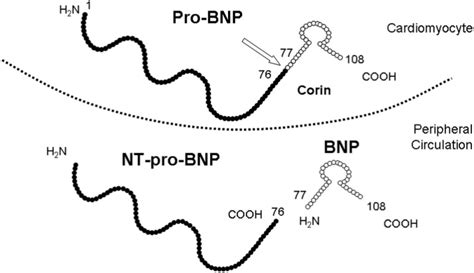 Nt Probnp And Bnp Are Produced In A Ratio After Cleavage Of