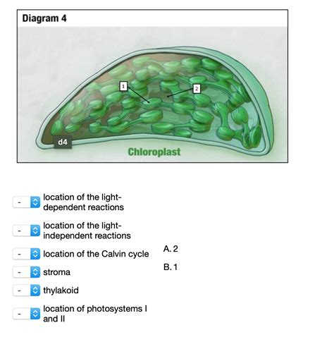 Solved Diagram 4 D4 Chloroplast Location Of The Light Dependent