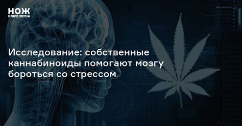 Исследование: собственные каннабиноиды помогают мозгу бороться со ...