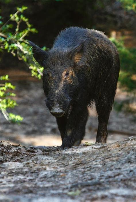 Langley Ranch The Best Wild Hog Hunting In Texas Texaswildhoghunting