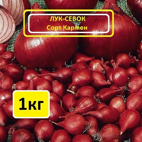 Мячковский лук севок, 1 кг — купить по низкой цене на Яндекс Маркете
