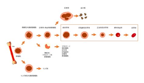 赤血球一日の生産量 _ 赤血 球 の 分化 : I．赤血球の生理機能と産生調節 – RUOR