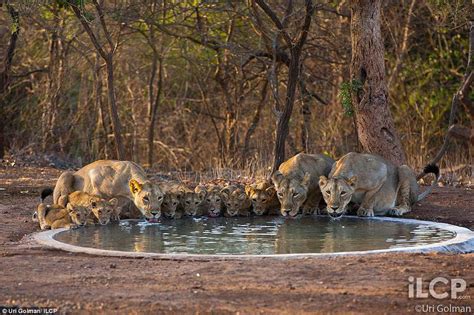 Latest News on Asiatic Lion: Asiatic lions of the Gir Forest whose only ...