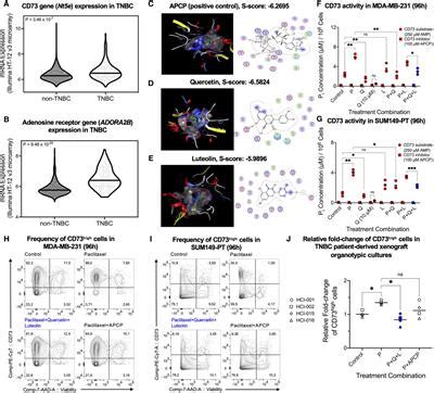 Frontiers Targeting Cd With Flavonoids Inhibits Cancer Stem Cells