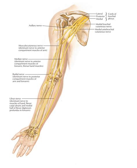 Ulnar Nerve – Anatomy, Course, Motor, Sensory and Clinical Significance ...