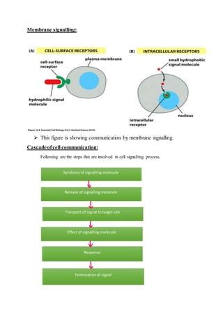 Cell signaling pathways | DOCX