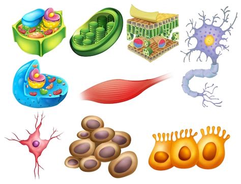 Vectores E Ilustraciones De Celulas Agitadas Para Descargar Gratis