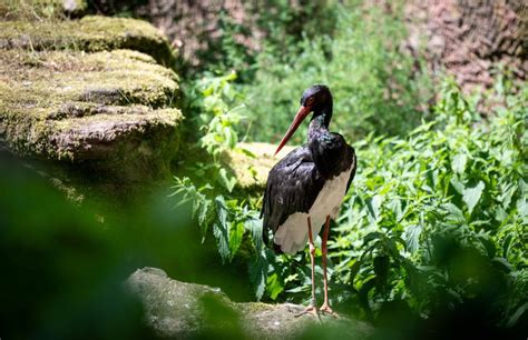 tiergarten nuernberg de Neue Tierart Schwarzstörche im Tiergarten