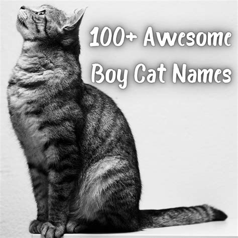 dog man cat   isla leahy blog