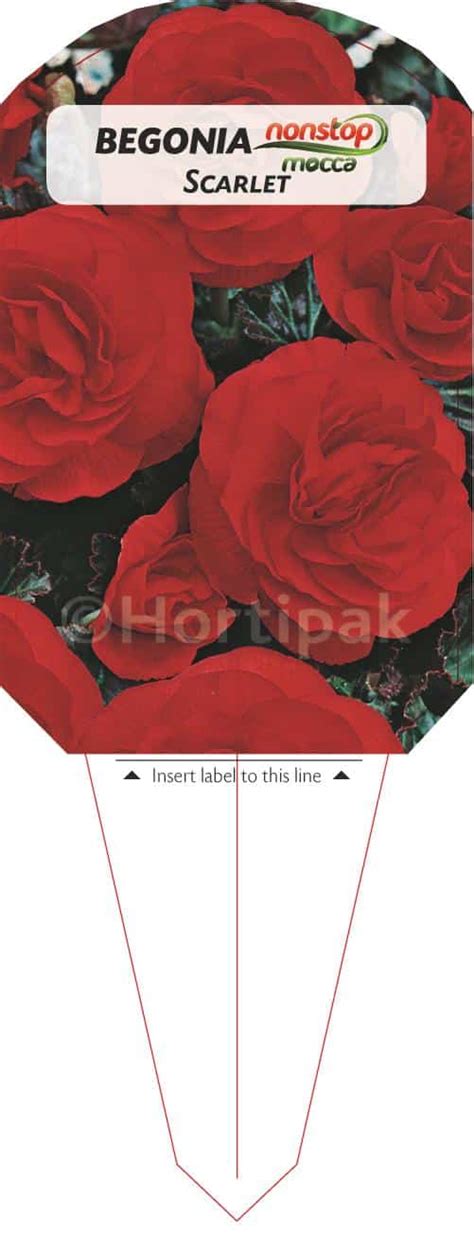 Begonia Non Stop Mocca Scarlet Hortipak E Store