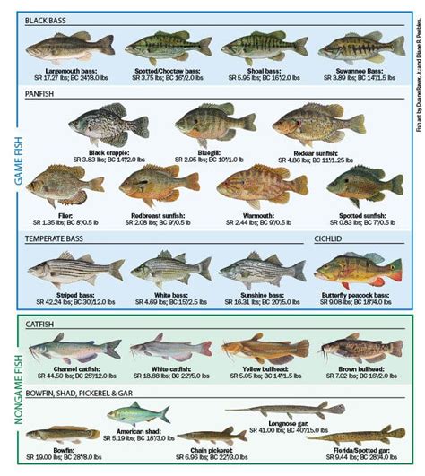 Freshwater Fish In Rivers at Charles Davis blog