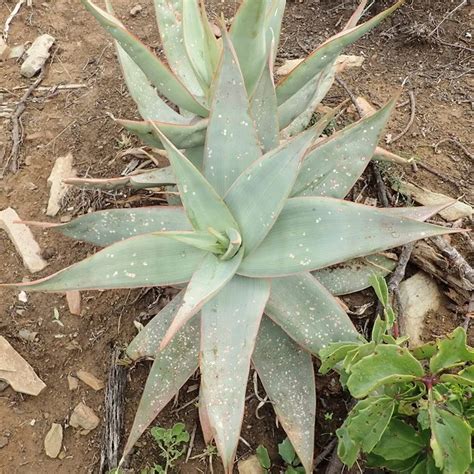 Aloe Striata Coral Aloe Green Things Nursery